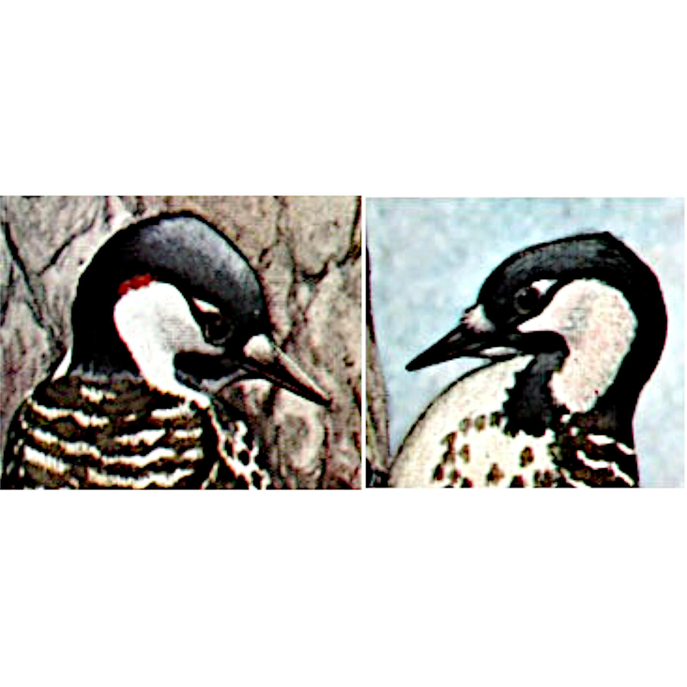 The Woodpecker's Pantry