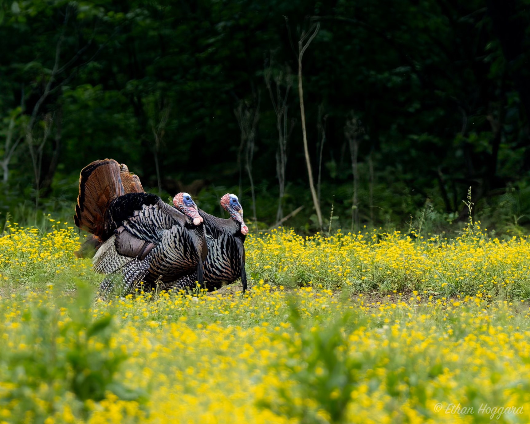 Impacts of Regenerative Food Plots on Wild Turkeys