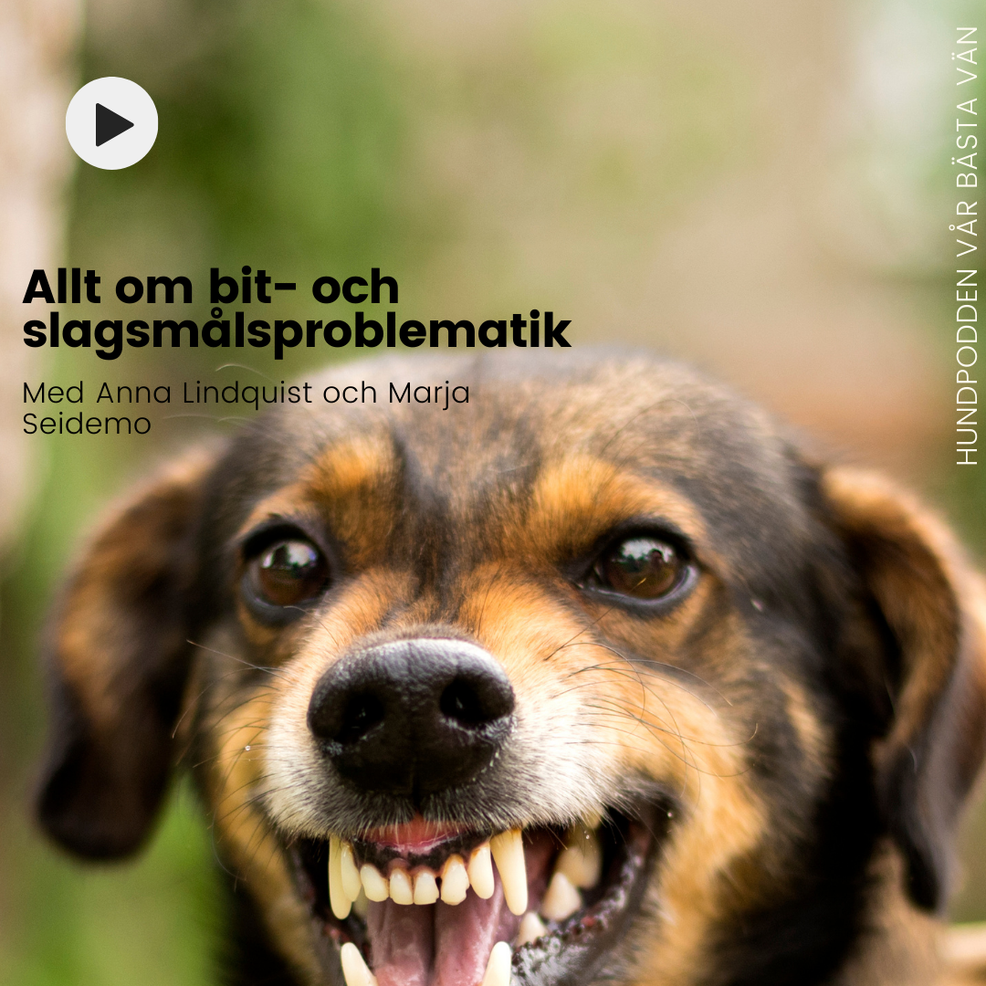 Hundpodden Vår Bästa Vän
