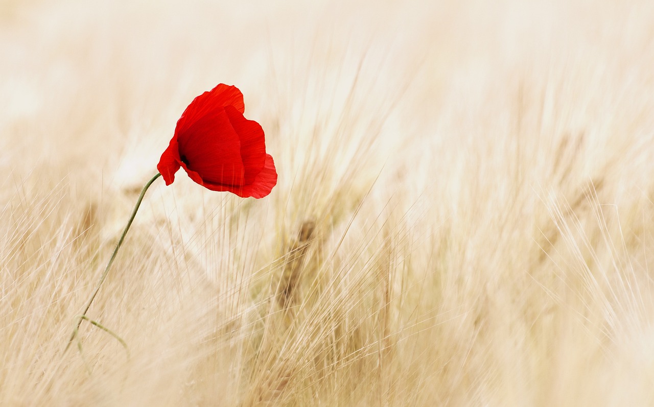 Guided Meditation: Acceptance Of The Present Moment