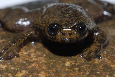 A Frog with No Lungs