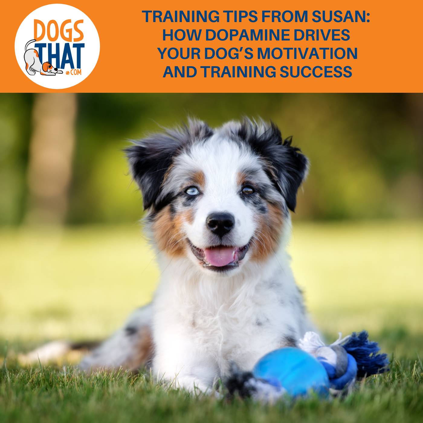 Training Tips From Susan: How Dopamine Drives Your Dog’s Motivation And Training Success
