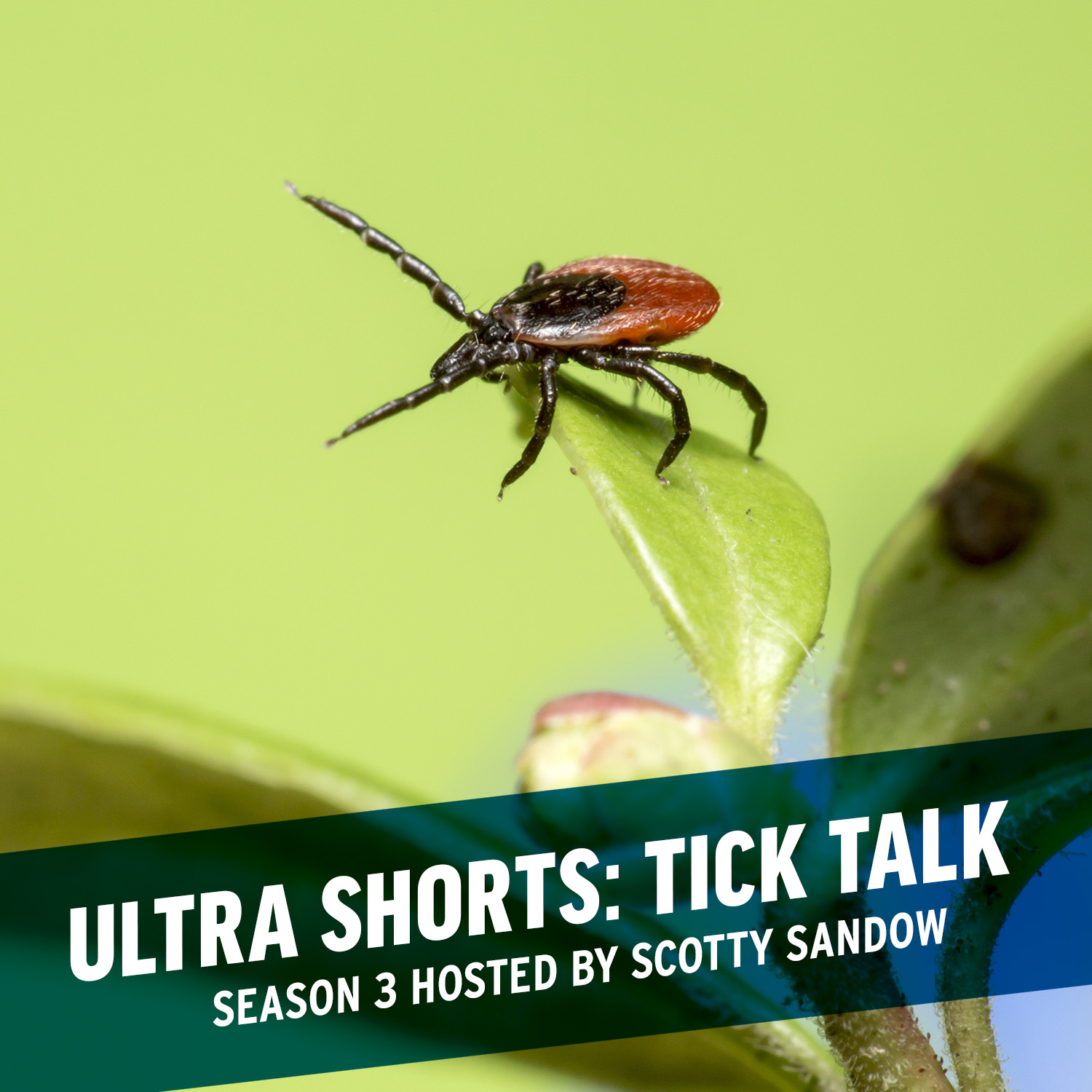 Ultra Shorts: Tick Talk