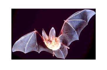 The Marvelous Bat