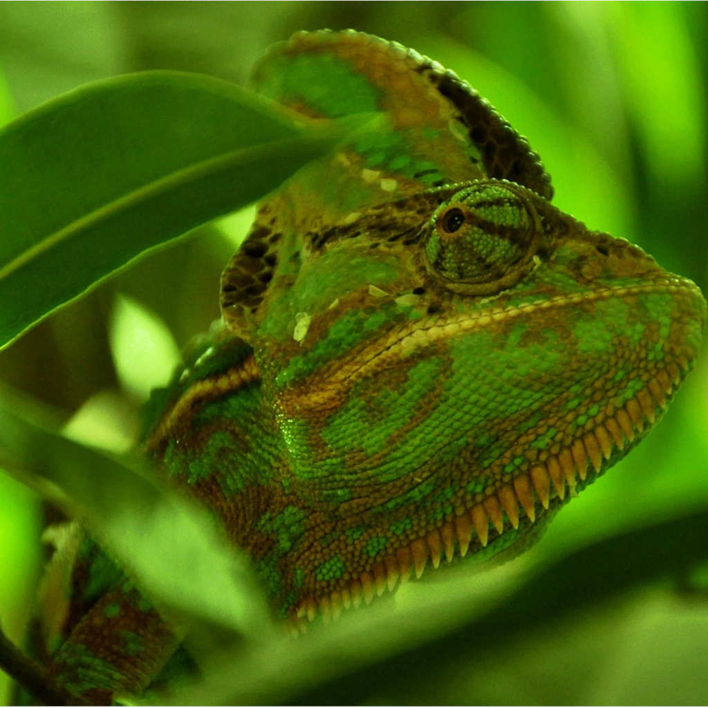 Chameleon Changes in Unexpected Way