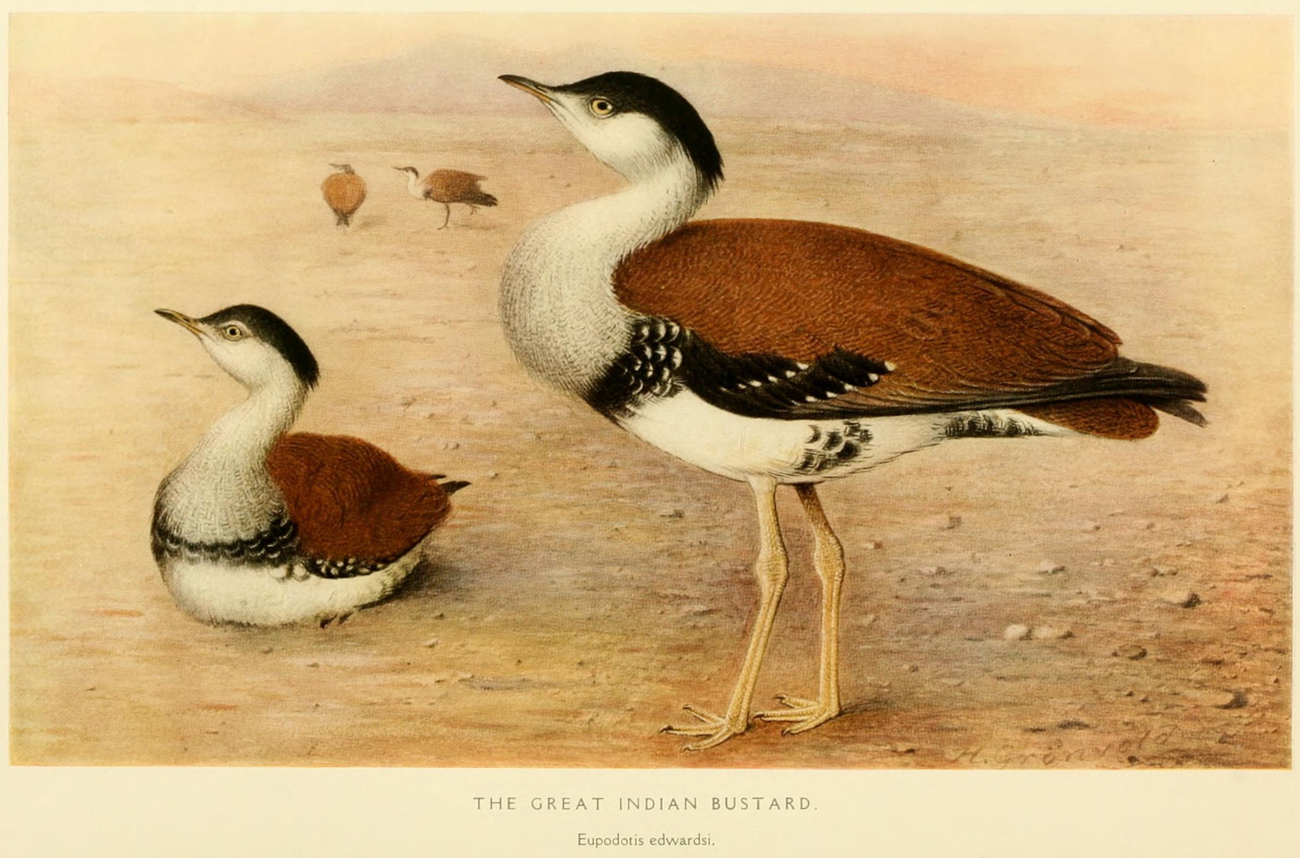 Bird Podcast with Shoba Narayan