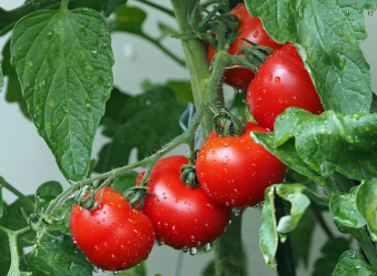 Was Fruit Like This in Eden?