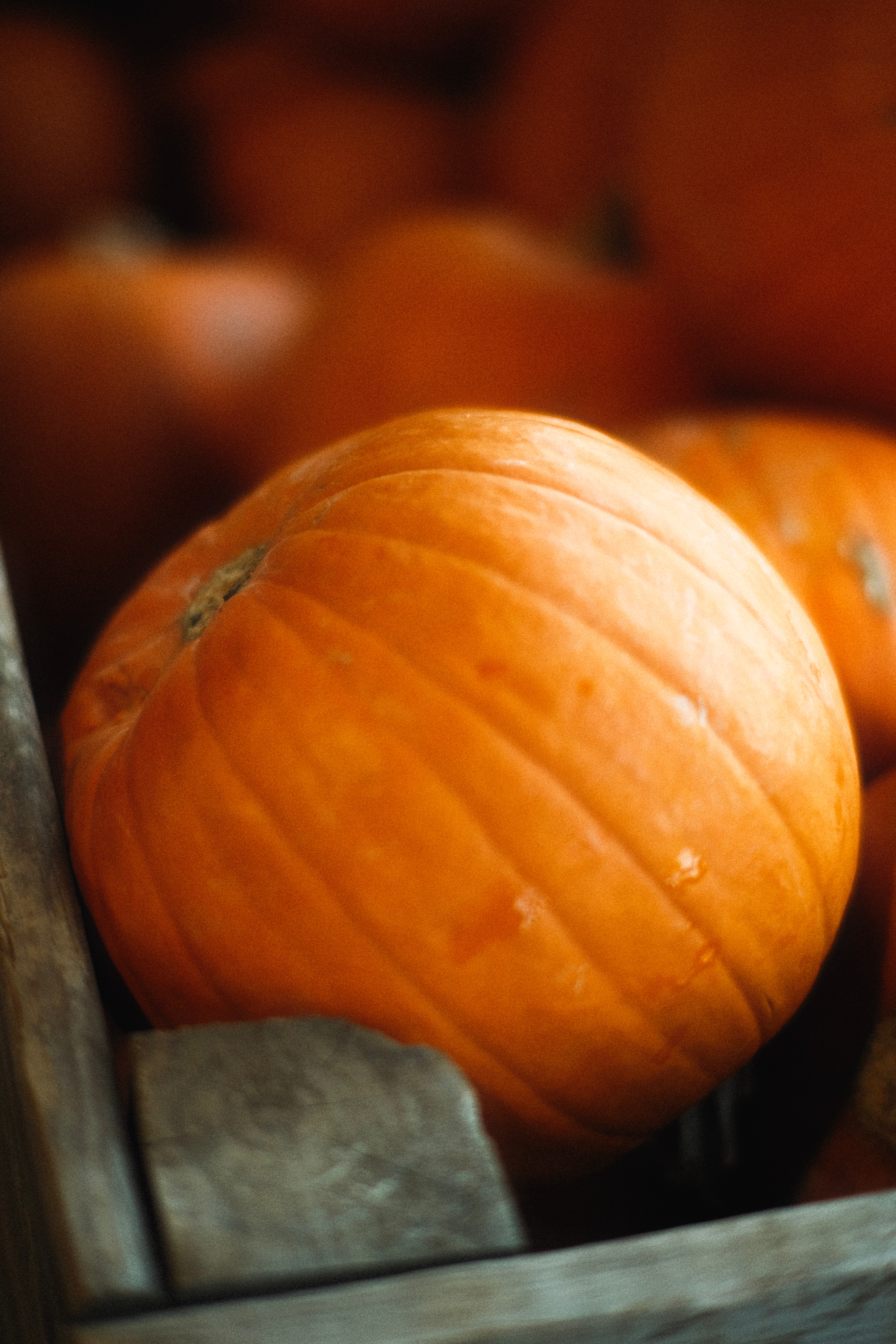 The Discontented Pumpkin - An Autumnal Story