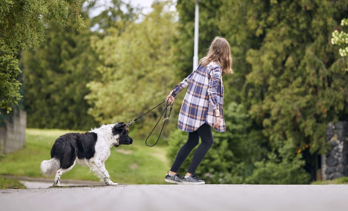 Vermont Dog Trainer Show