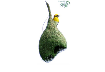 The Weaverbird