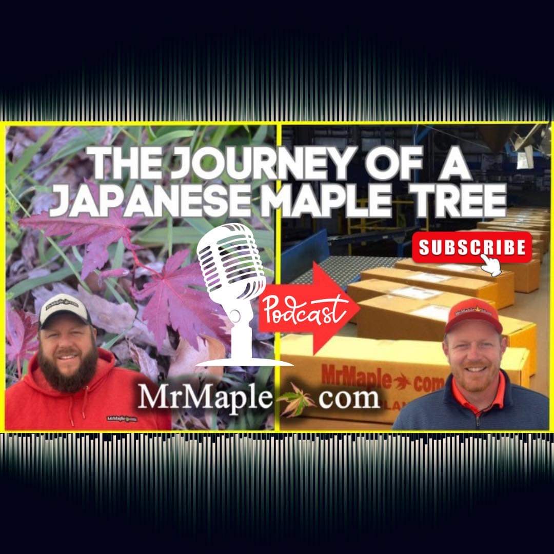 Journey Of The Tree | Japanese Maples | From The MrMaple Nursery To Your Garden