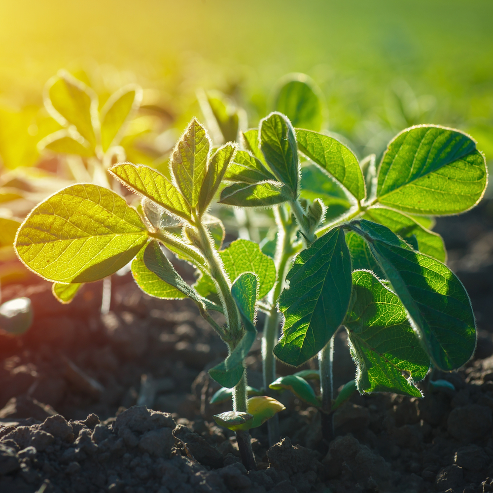 RaboResearch Agri Commodities