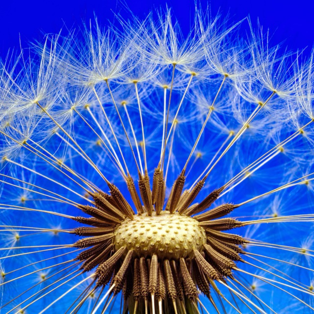 36. What If We All Had a Seeds Mentality?