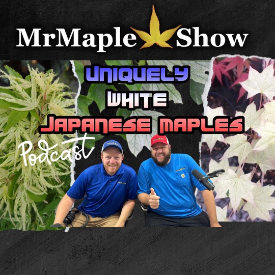 MrMaple Show