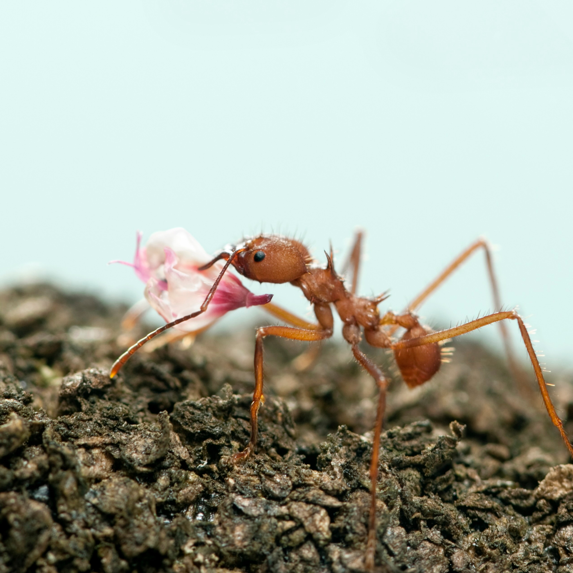 Groceries, Ant Style