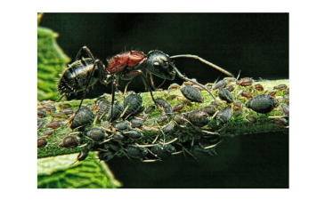 Ants and Their Livestock