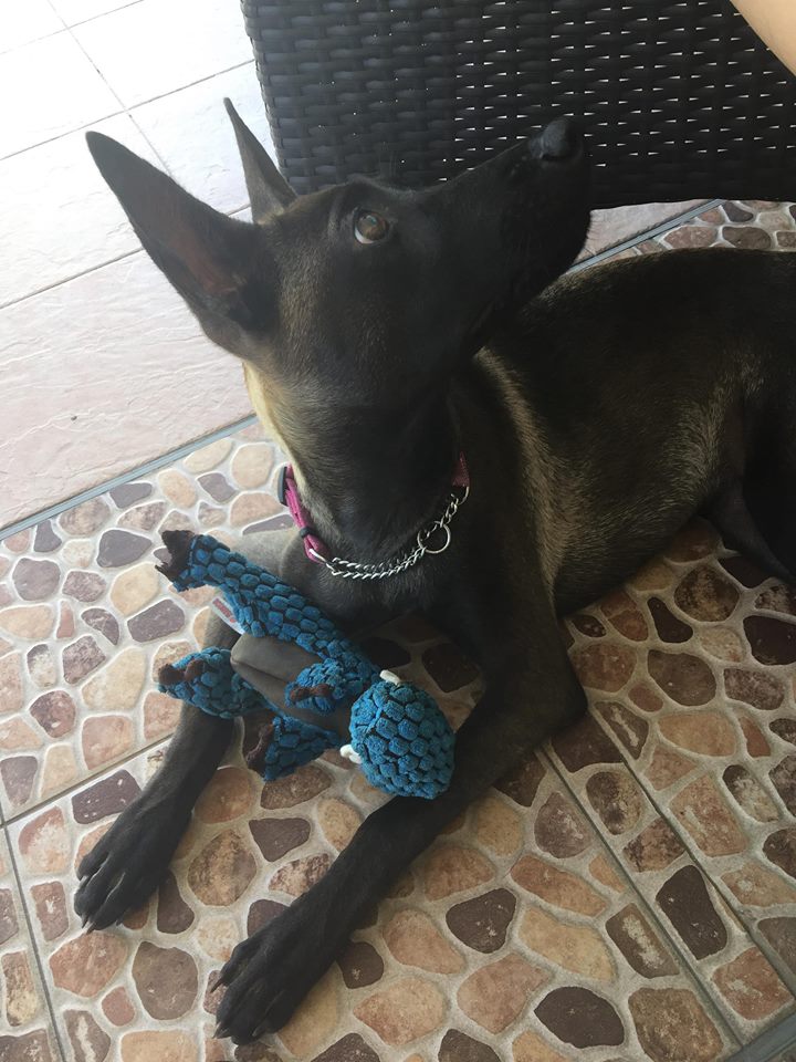 The Good Boy Podcast