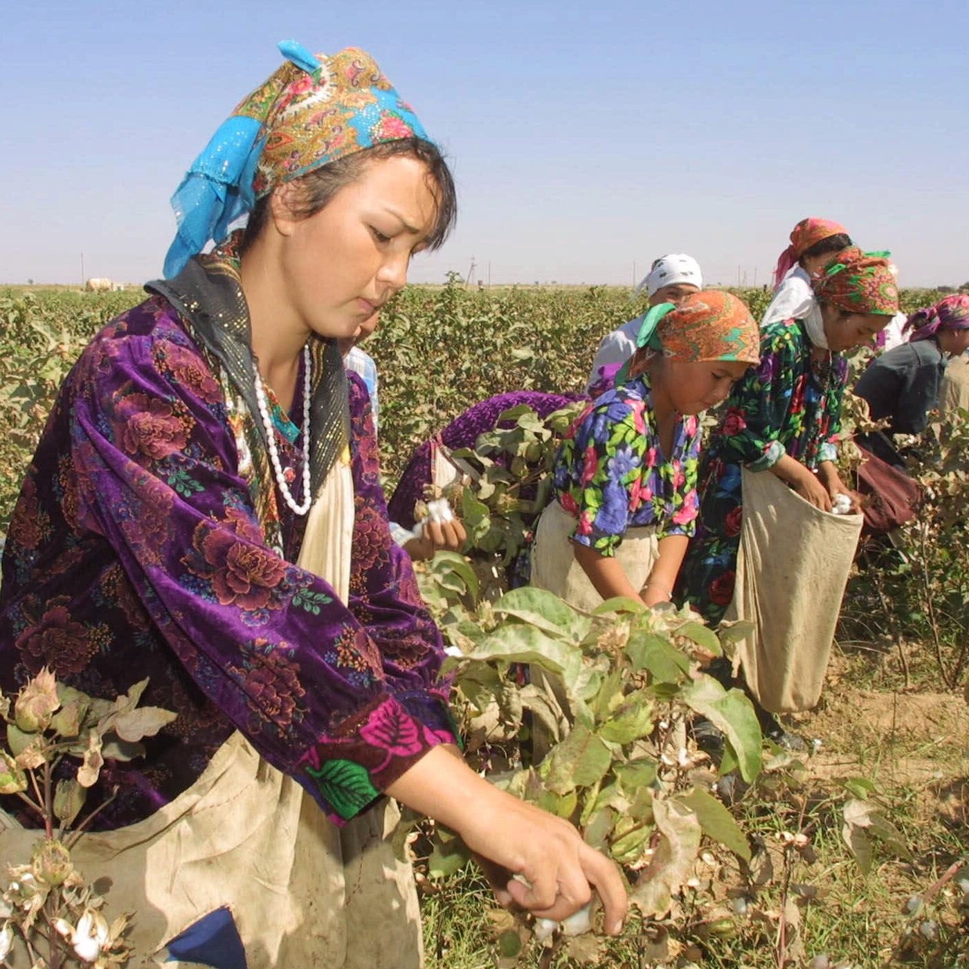 cover of episode Inside the campaign to end forced labor in Uzbekistan's cotton fields