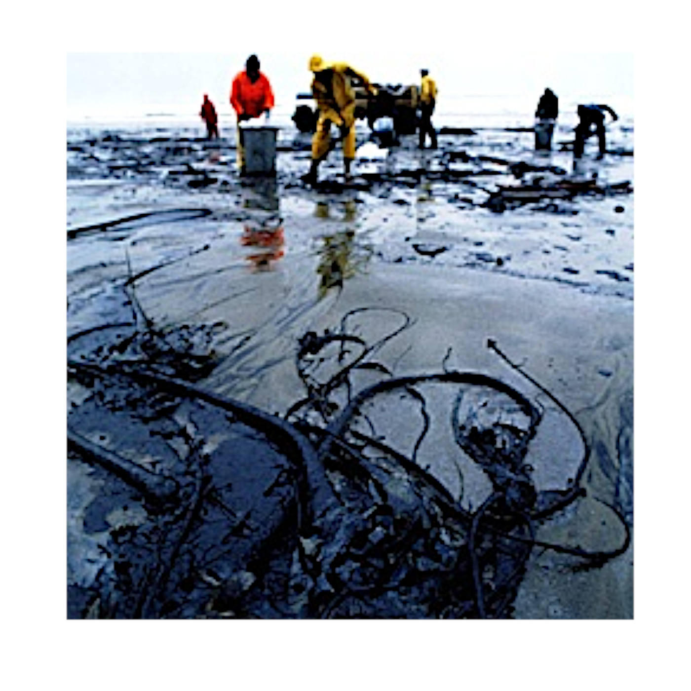 A Diet of Oil