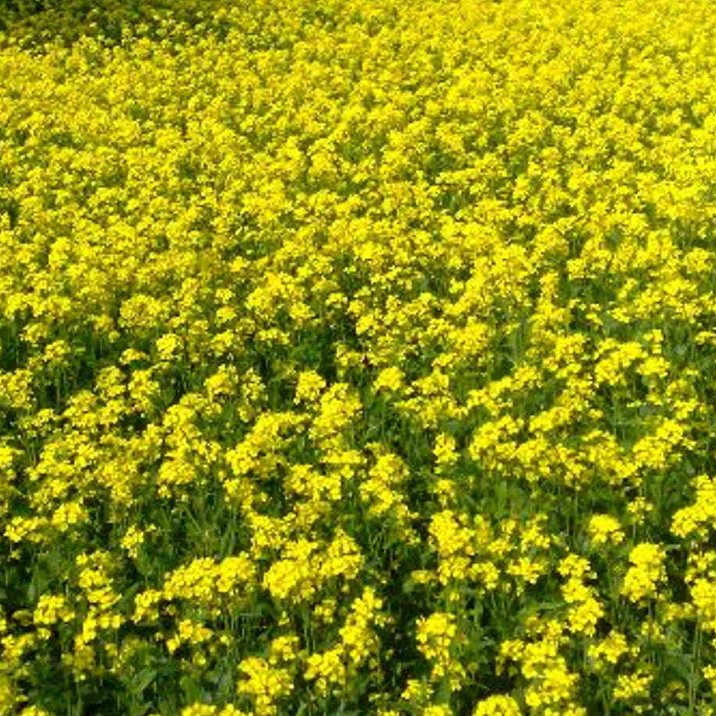 Plants have an immune System
