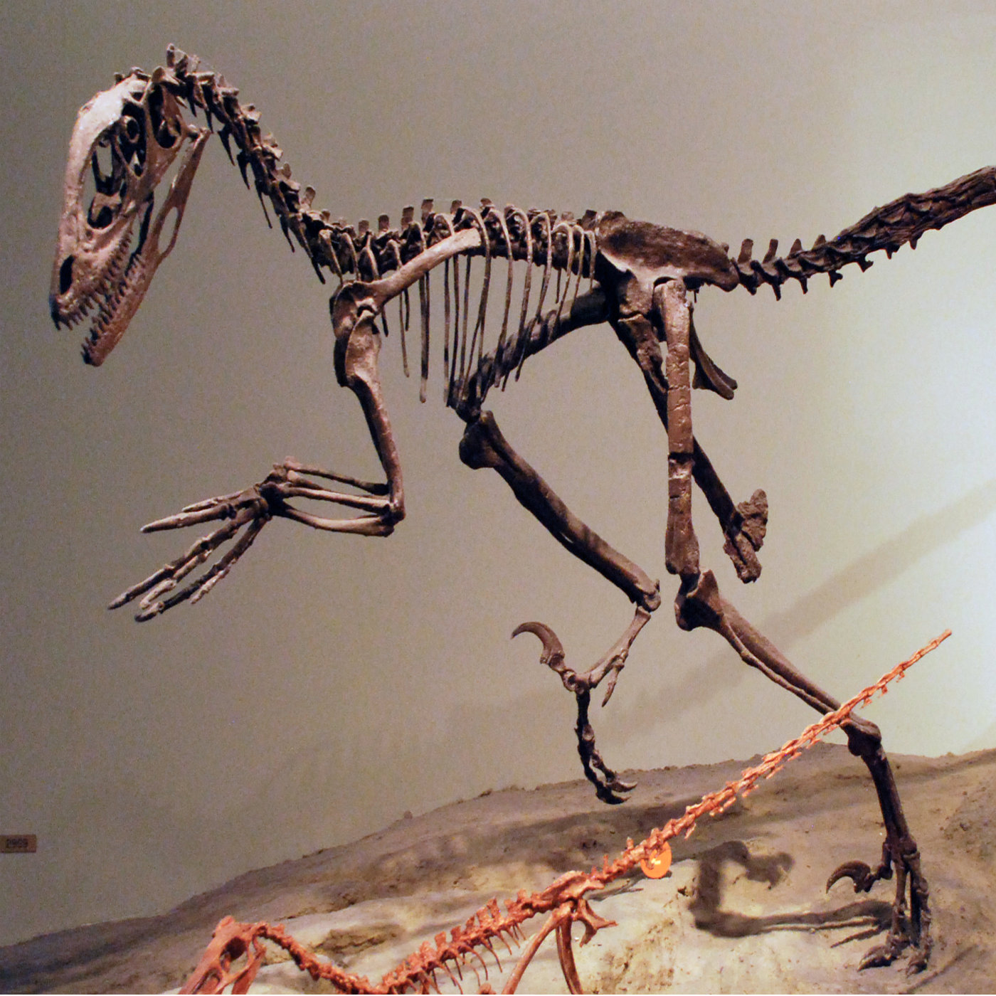 Respect for Velociraptor