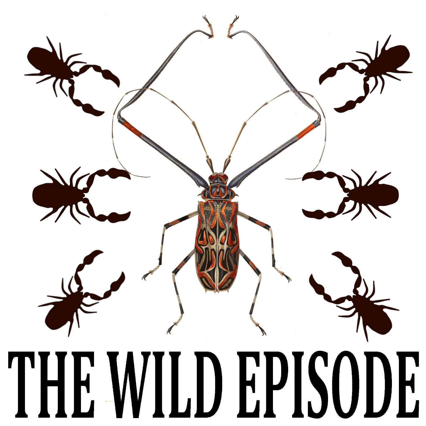 Harlequin Beetle Pseudoscorpion : Along For The Ride