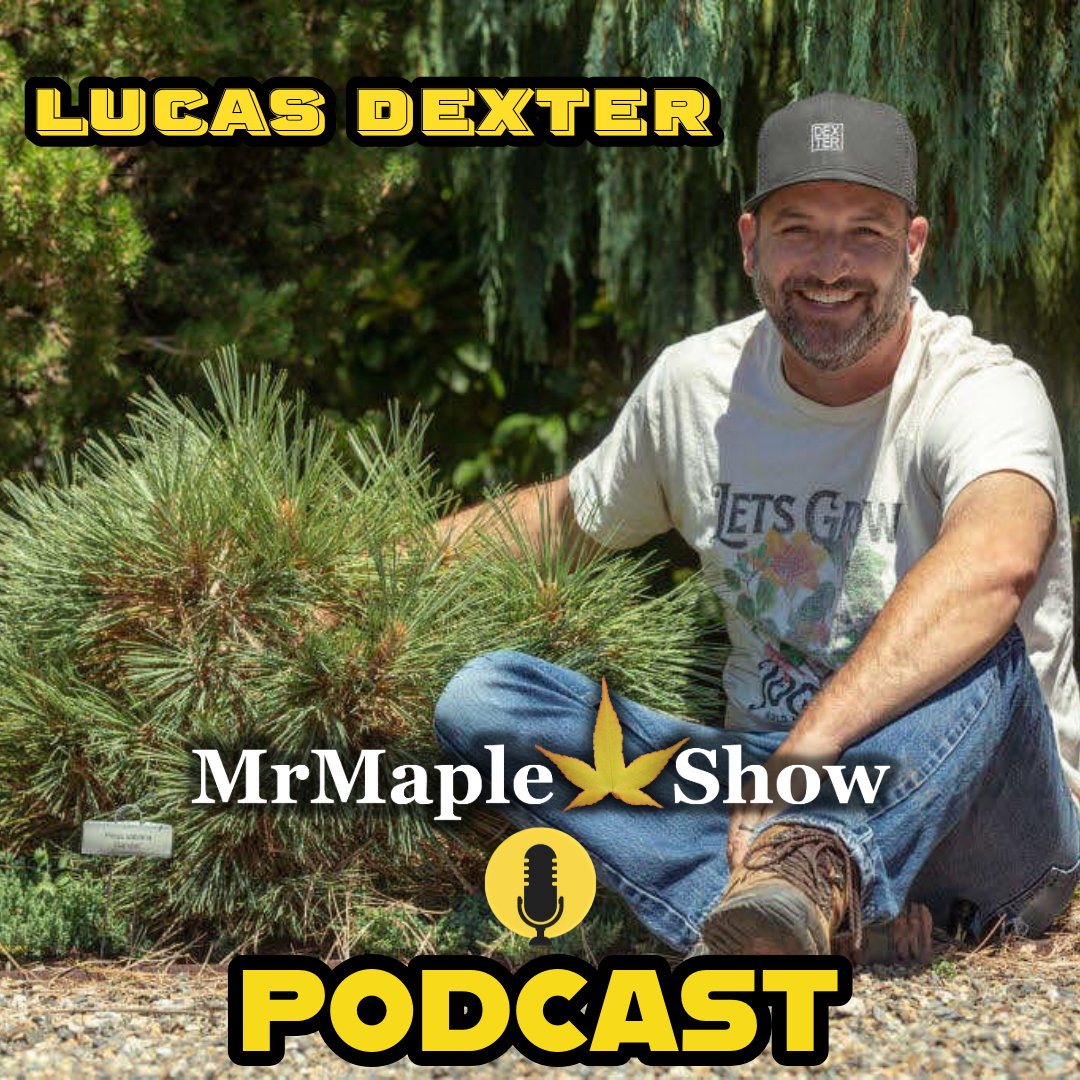MrMaple Show