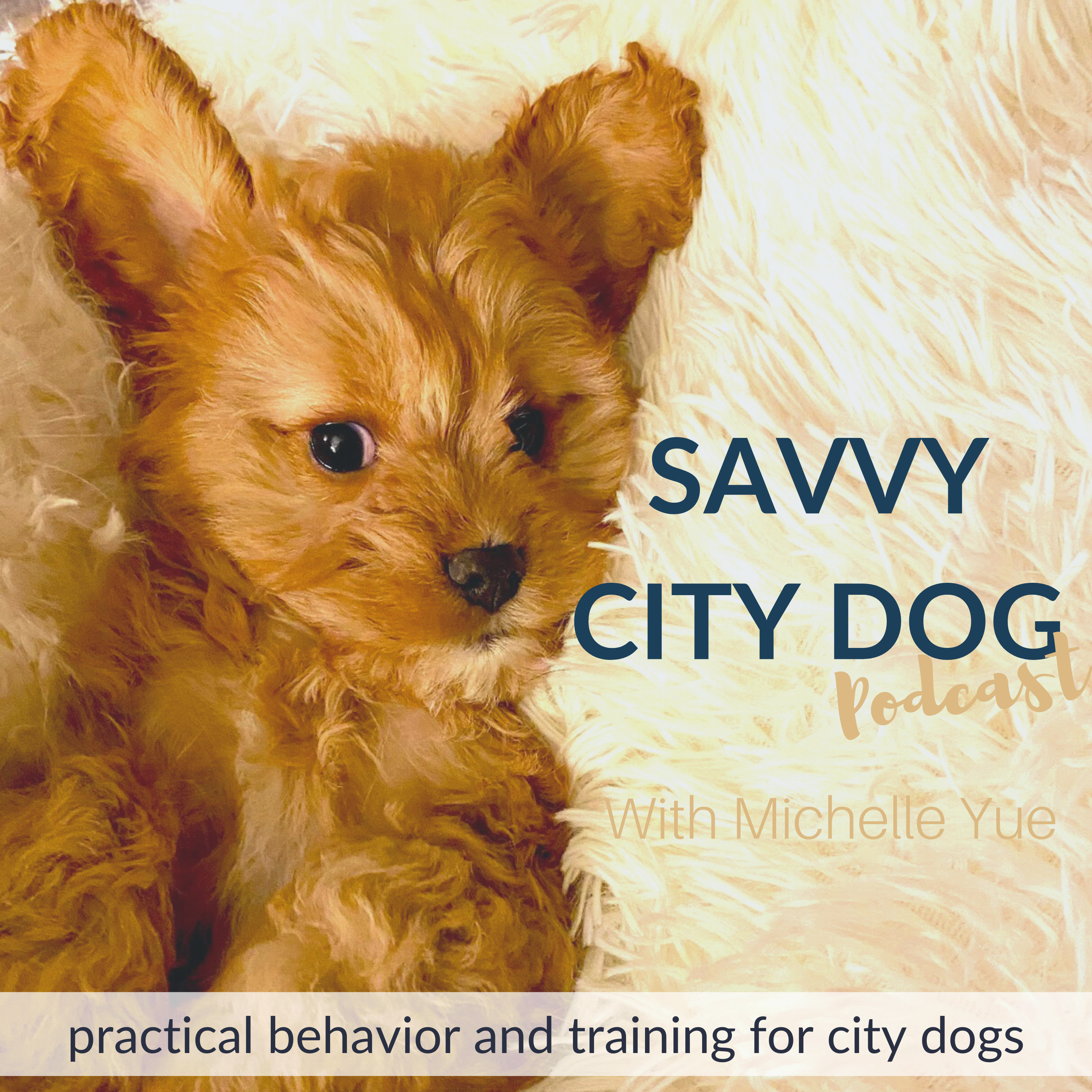 Dog & Puppy Training | Savvy City Dog
