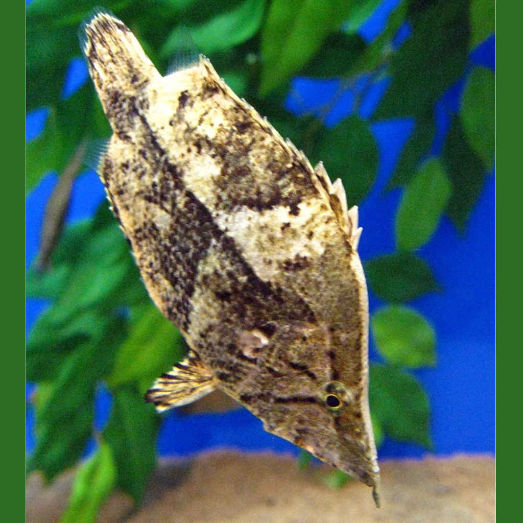 The Hungry Leaf