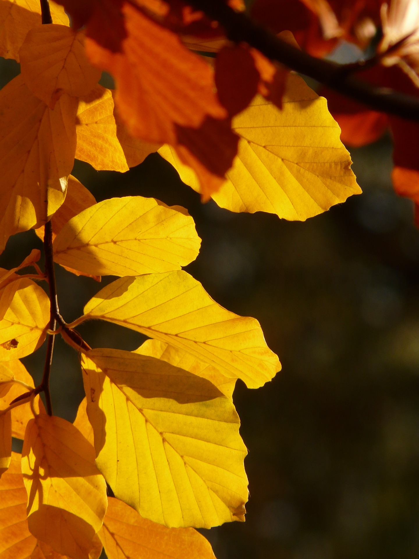 The Topaz Story Book - Autumn Fires; To an Autumn Leaf
