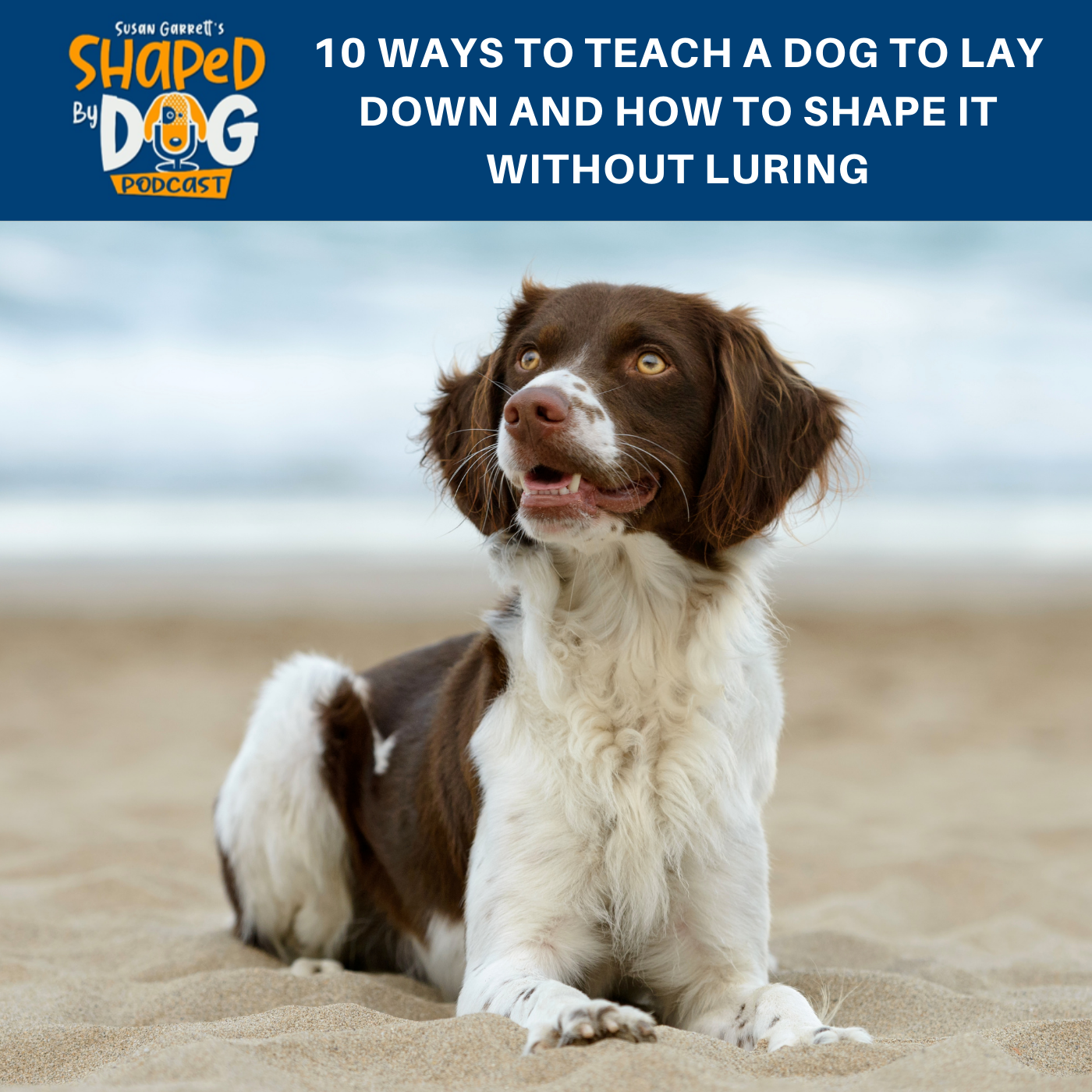 10 Ways To Teach A Dog To Lay Down And How To Shape It Without Luring. #145