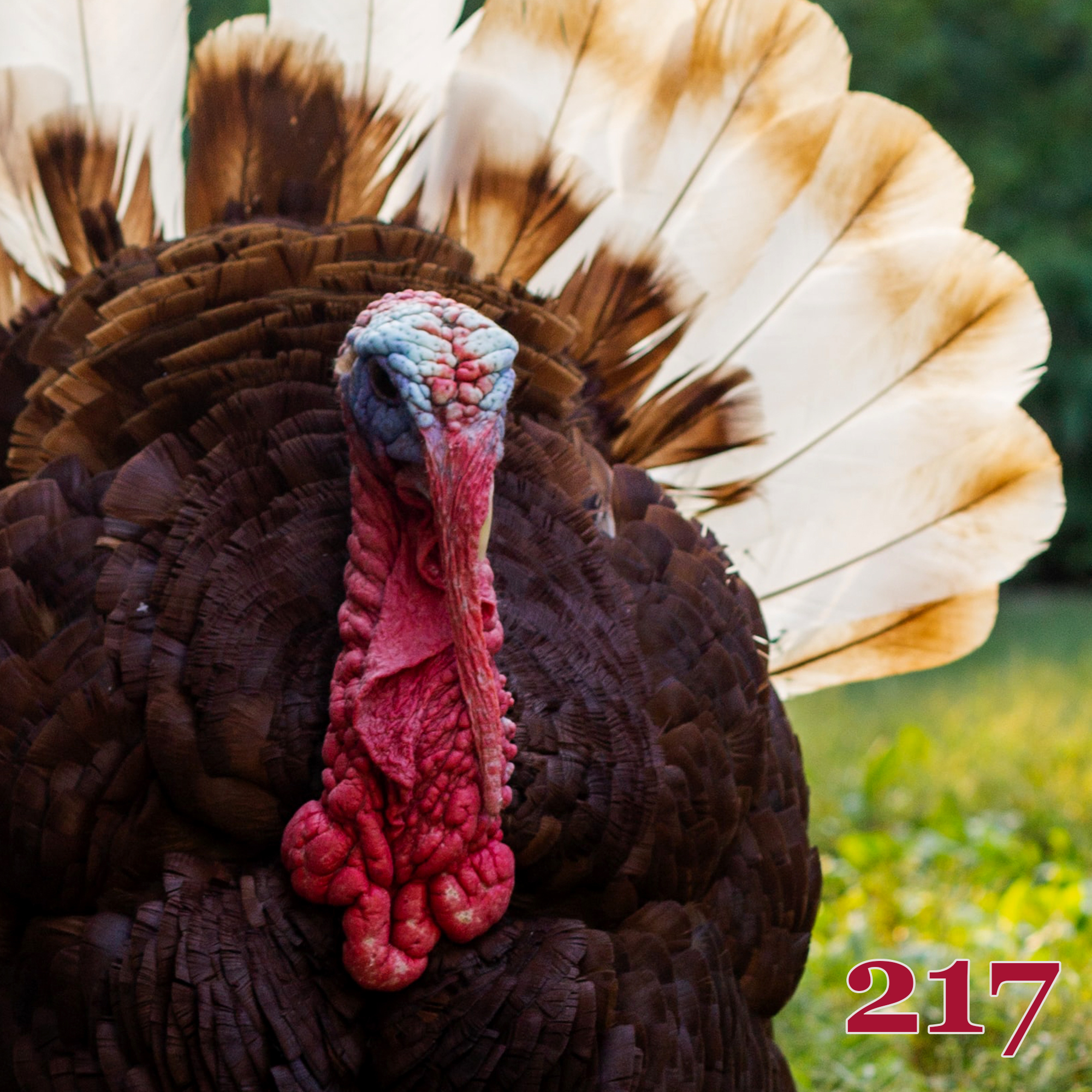 #217: The Mentos of Meat