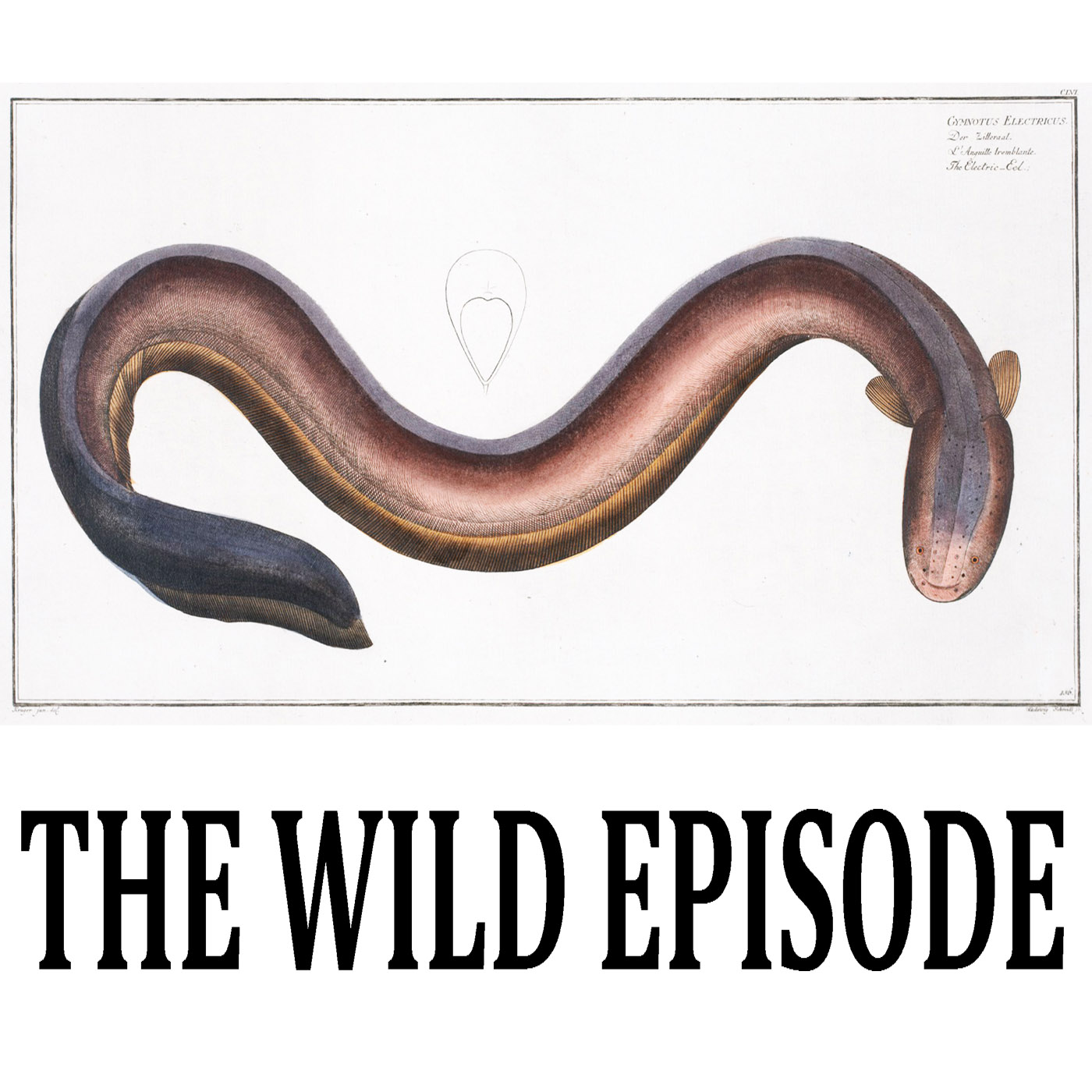 The Wild Episode