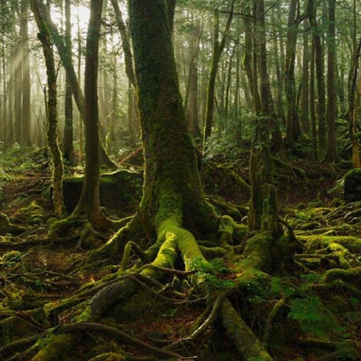 Aokigahara Forest Redux