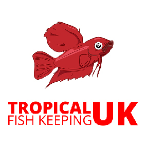 Species Spotlight, Betta splendens.