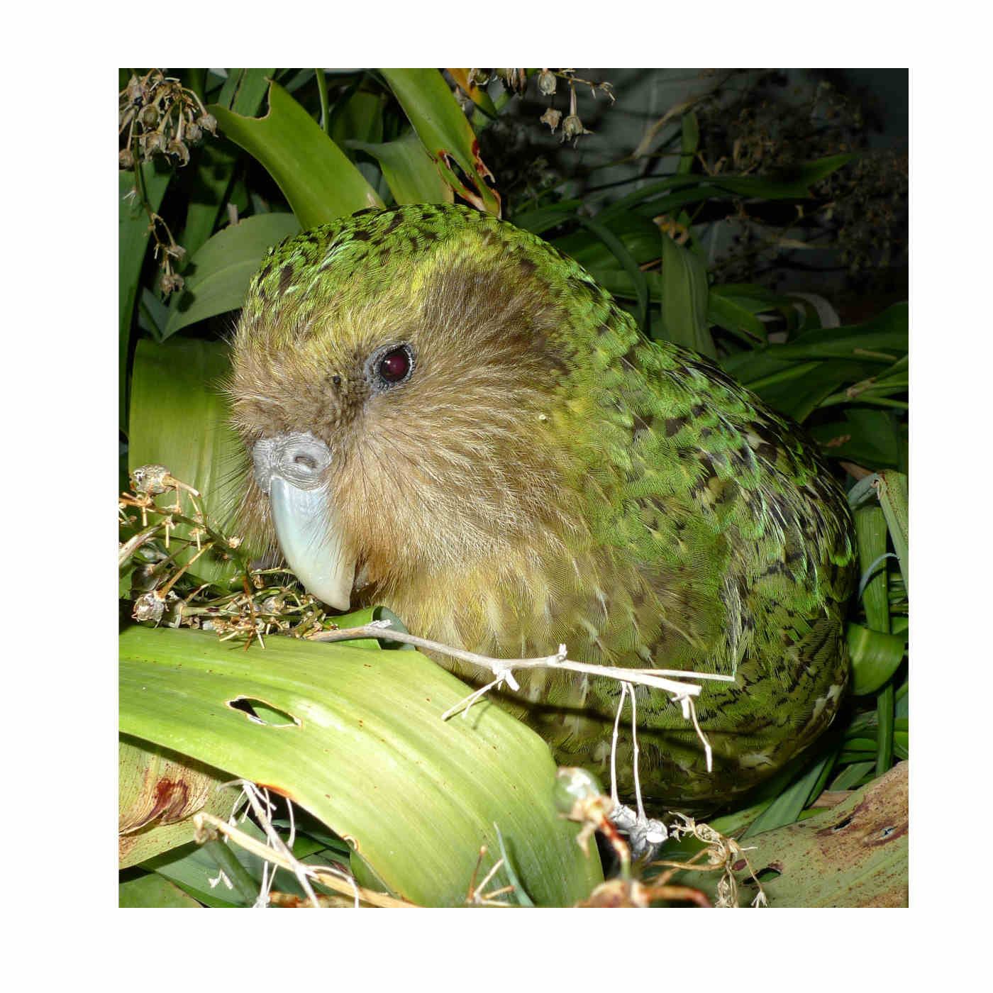 A Truly Strange Bird