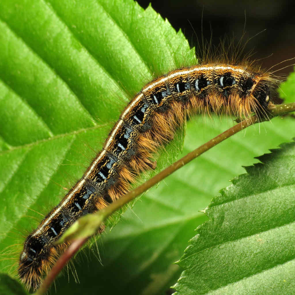Smart Trees and Clever Bugs