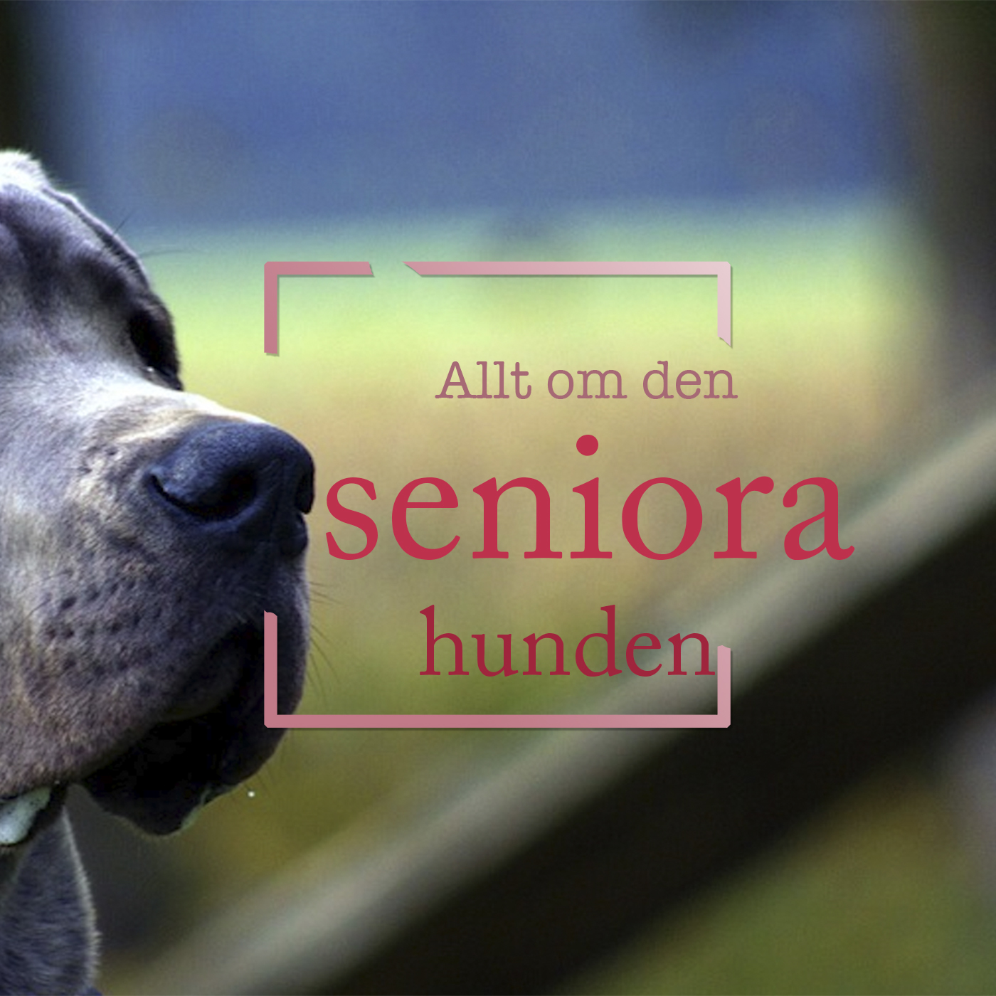Hundpodden Vår Bästa Vän