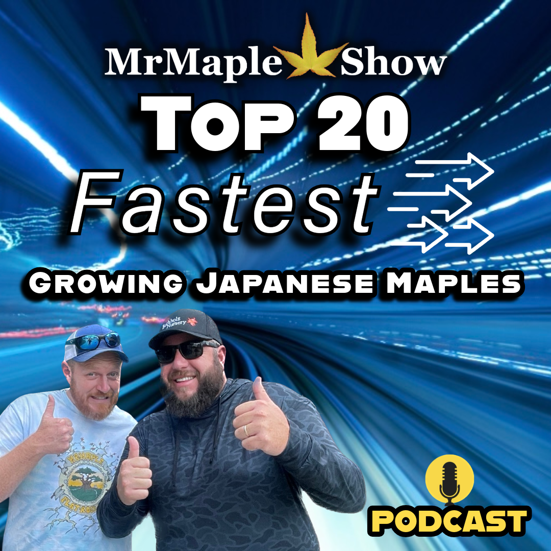 MrMaple Show