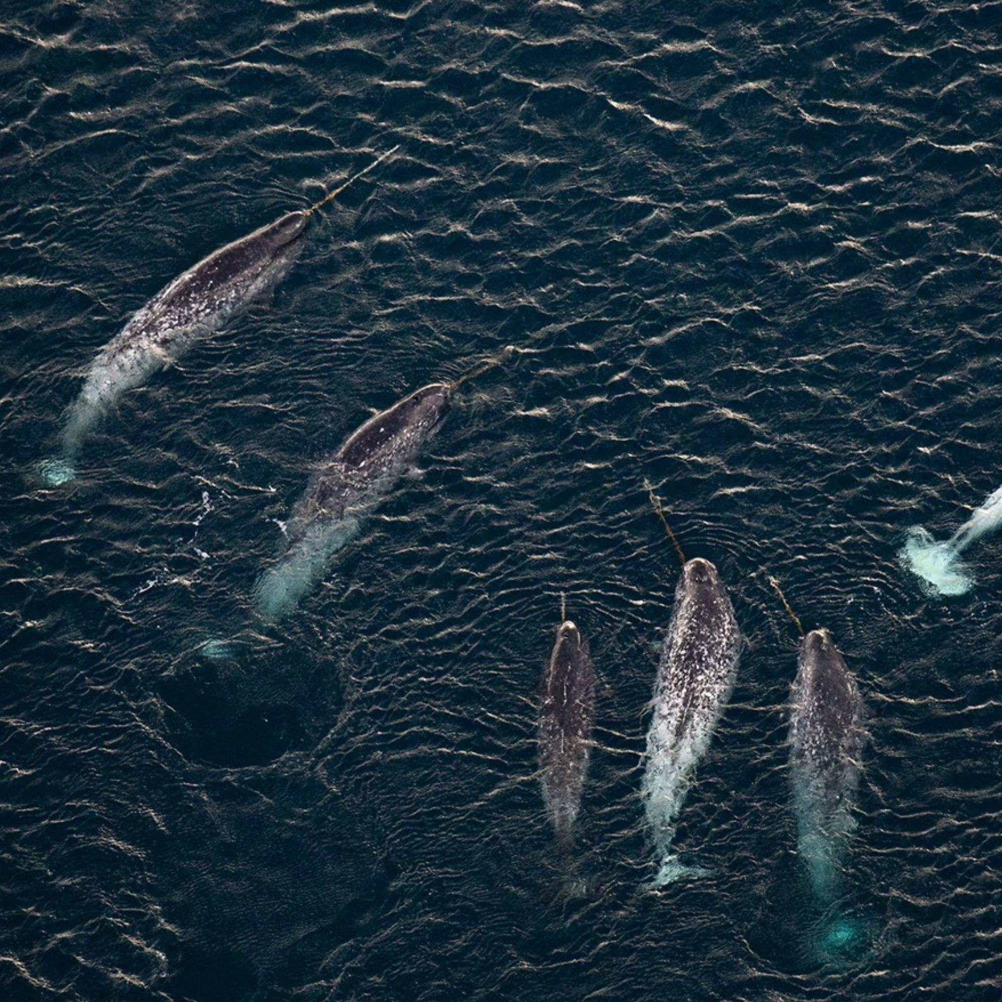 Whales: Armed and Dangerous
