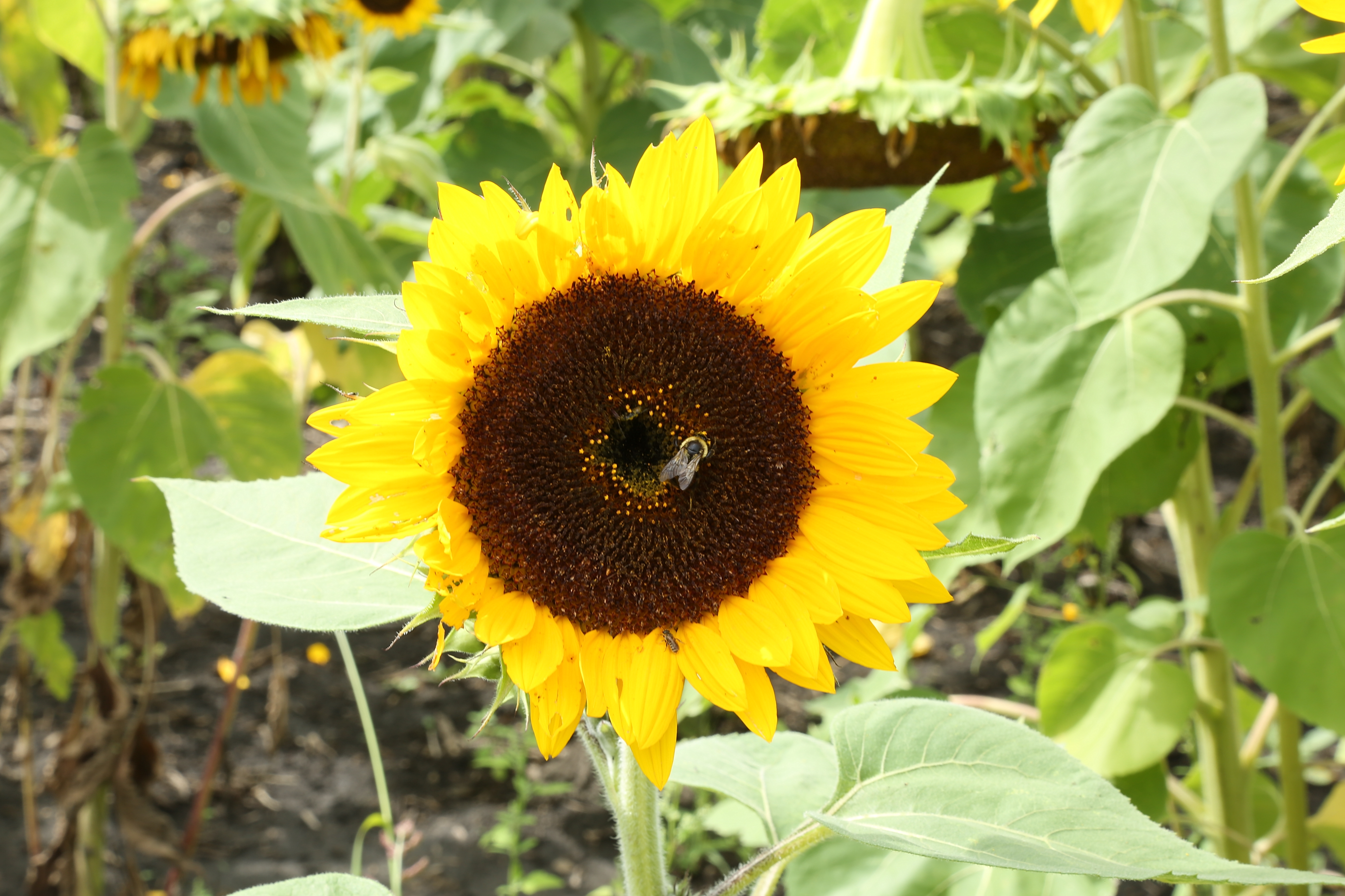 TWK Trucking with kingfish