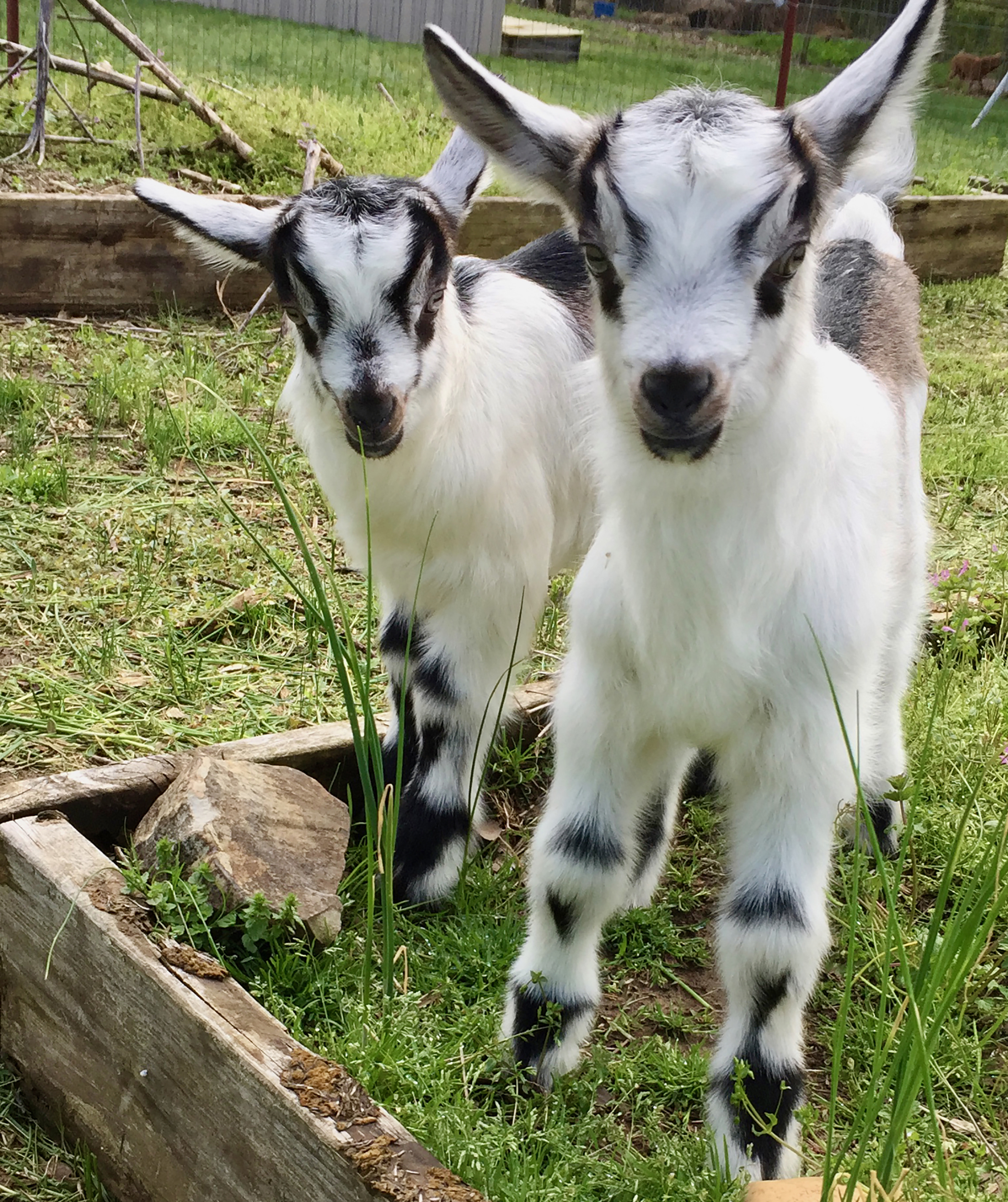 Audio Article: Herbal Dewormers