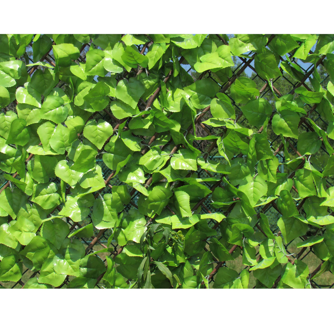 The Miracle of Photosynthesis