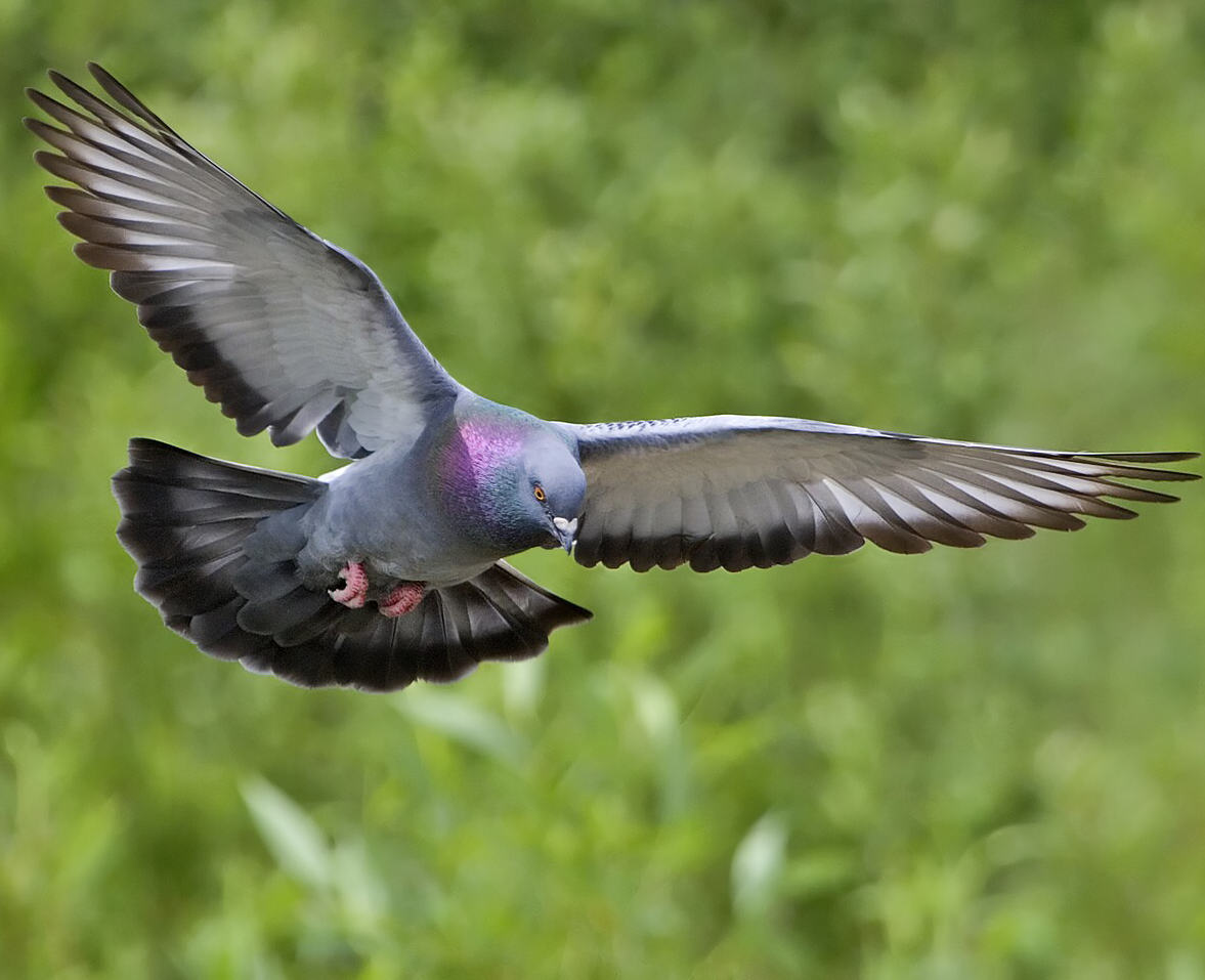 Like a Dove
