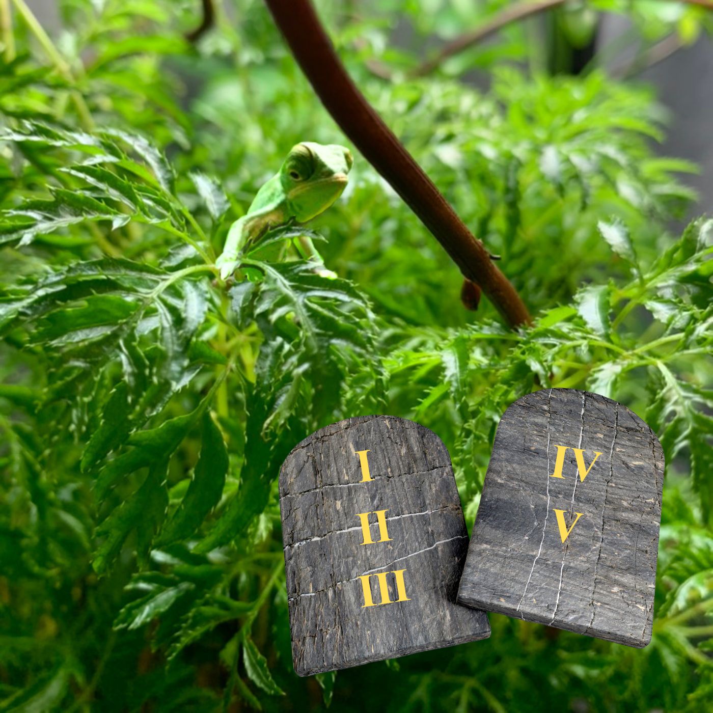 Five Commandments of Raising Chameleon Hatchlings