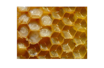 Those Astonishing Bee Engineers