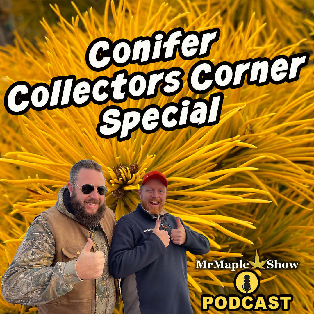 Conifer Collectors Corner Special | MrMaple Show Podcast