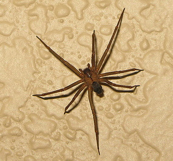 Podcast #378: Is That a Brown Recluse Spider Bite?