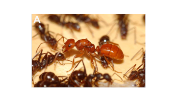 Self-Centered Ants