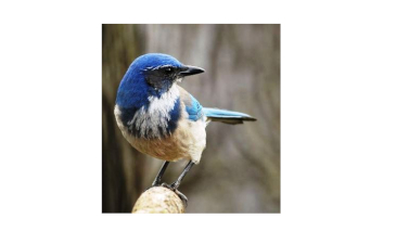 Do Birds Do Mental Time Travel?